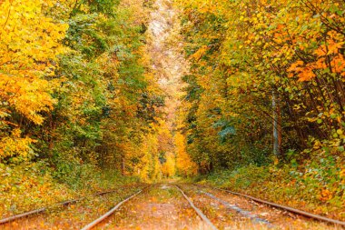 Eski bir tramvayın geçtiği sonbahar ormanı (Ukrayna)