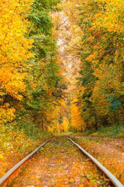 Eski bir tramvayın geçtiği sonbahar ormanı (Ukrayna)
