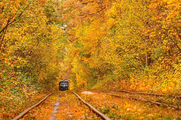 Podzimní les, kterým projíždí stará tramvaj (Ukrajina) — Stock fotografie