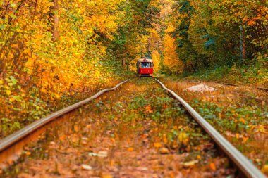 Eski bir tramvayın geçtiği sonbahar ormanı (Ukrayna)