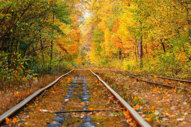 Eski bir tramvayın geçtiği sonbahar ormanı (Ukrayna)