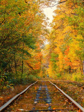 Eski bir tramvayın geçtiği sonbahar ormanı (Ukrayna)