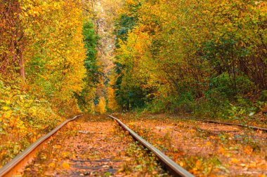 Eski bir tramvayın geçtiği sonbahar ormanı (Ukrayna)