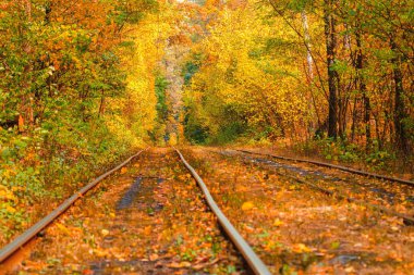 Eski bir tramvayın geçtiği sonbahar ormanı (Ukrayna)