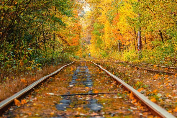 Eski bir tramvayın geçtiği sonbahar ormanı (Ukrayna)