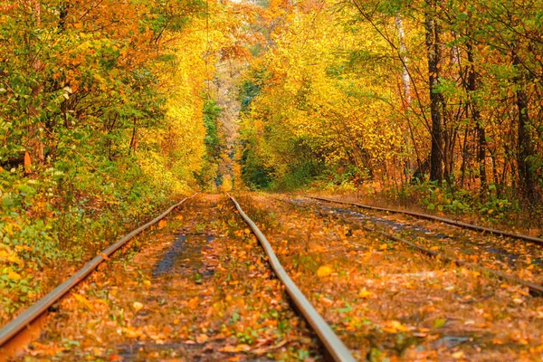 Eski bir tramvayın geçtiği sonbahar ormanı (Ukrayna)