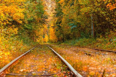 Eski bir tramvayın geçtiği sonbahar ormanı (Ukrayna)