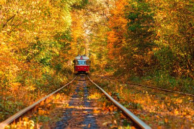 Eski bir tramvayın geçtiği sonbahar ormanı (Ukrayna)