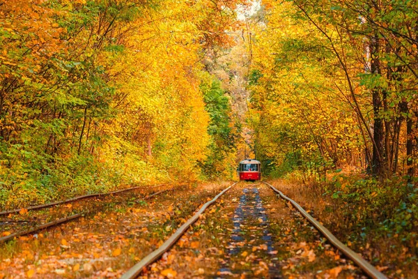 Jesienny las, przez który przejeżdża stary tramwaj (Ukraina) — Zdjęcie stockowe