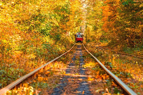 Forêt automnale traversée par un vieux tramway (Ukraine ) — Photo