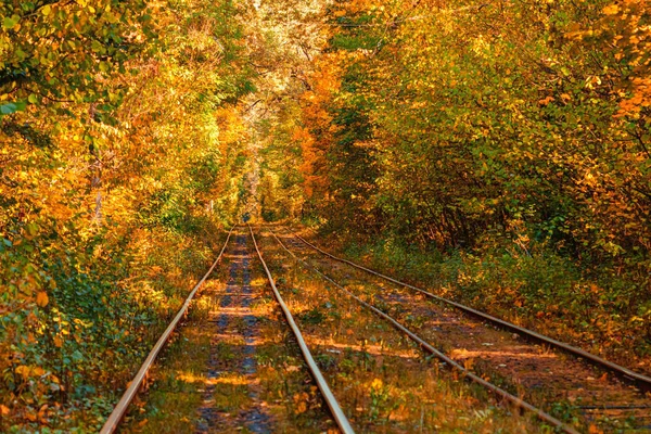 Eski bir tramvayın geçtiği sonbahar ormanı (Ukrayna)