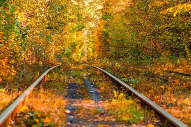Eski bir tramvayın geçtiği sonbahar ormanı (Ukrayna)