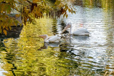 Su üzerindeki güzel pelikan kuşları 