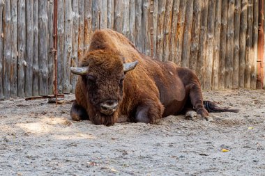 Güzel bizon kumların üzerinde yatıyor.