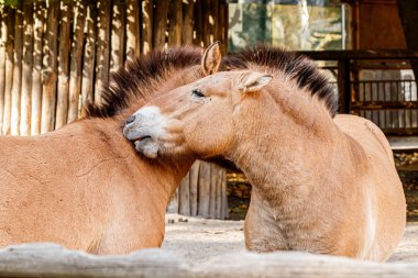 Makro güzel Przewalski 'nin atı sarılıyor.