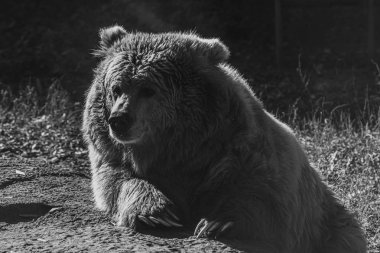 Güzel Tien Shan kahverengi ayısı