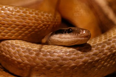 Güzel bir mağara faresi yılanı makrosu.