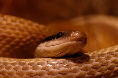 macro of a beautiful cave rat snake snake clipart