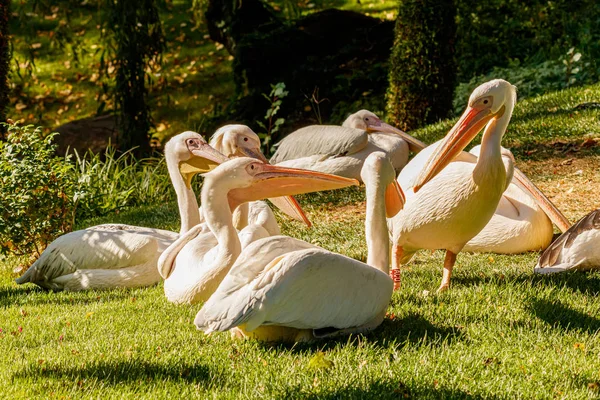 Beaux pélicans oiseaux sur l'herbe — Photo