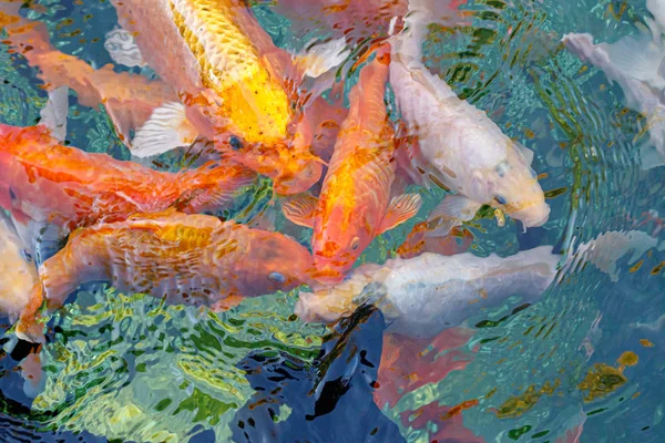 Carpas de peixe koi macro na água — Fotografia de Stock