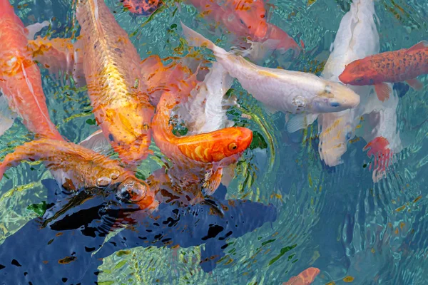 Macro koi fish carps in water — Stock Photo, Image
