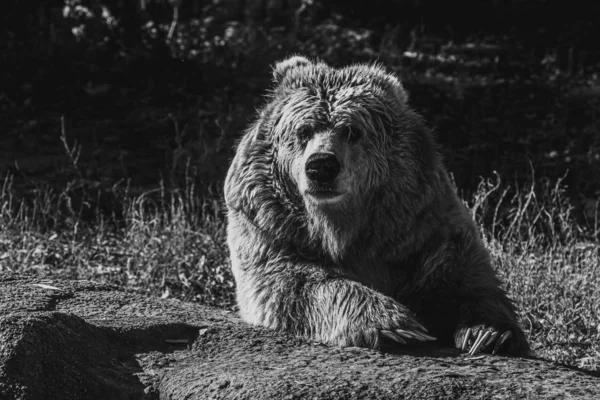 Magnifique ours brun Tien Shan — Photo