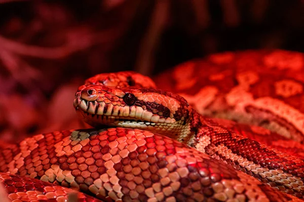 Vackra par drakar kust matta python — Stockfoto