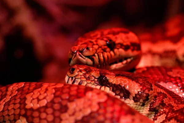 Beautiful pair of kites coastal carpet python — Stock Photo, Image