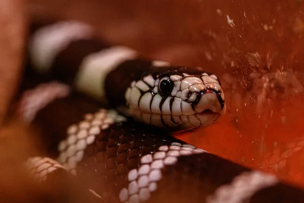 Makro piękny kalifornijski wąż królewski — Zdjęcie stockowe