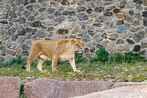 Makro av en vacker lejoninna i naturen — Stockfoto