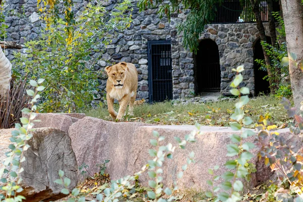 Macro d'une belle lionne dans la nature — Photo