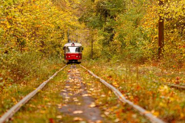 Eski bir tramvayın geçtiği sonbahar ormanı (Ukrayna)
