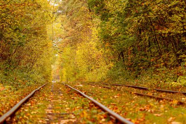 Eski bir tramvayın geçtiği sonbahar ormanı (Ukrayna)