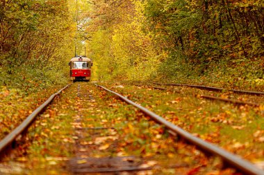 Eski bir tramvayın geçtiği sonbahar ormanı (Ukrayna)