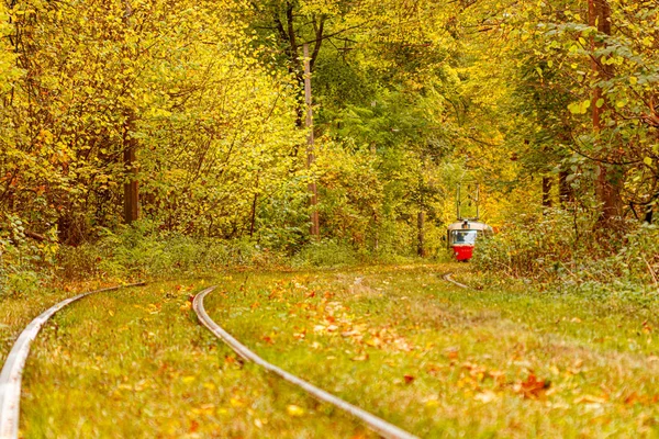 Forêt automnale traversée par un vieux tramway (Ukraine ) — Photo