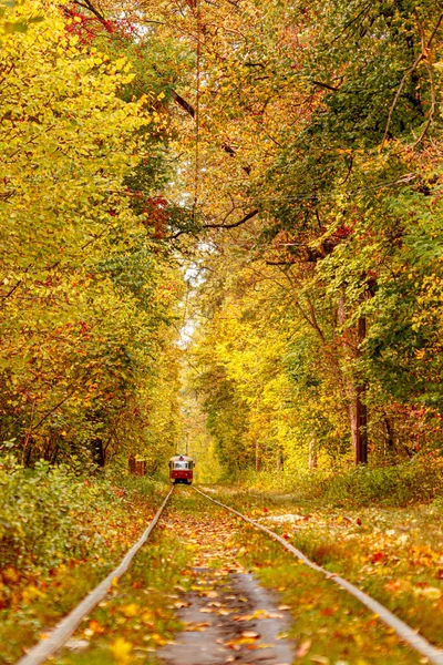 Осенний лес, по которому едет старый трамвай (Украина) ) — стоковое фото