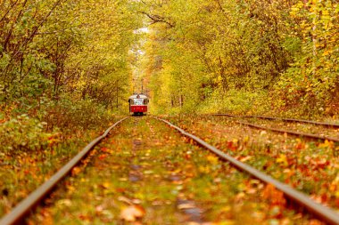 Eski bir tramvayın geçtiği sonbahar ormanı (Ukrayna)