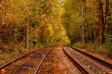 Eski bir tramvayın geçtiği sonbahar ormanı (Ukrayna)