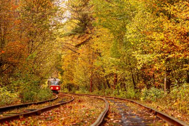Eski bir tramvayın geçtiği sonbahar ormanı (Ukrayna)