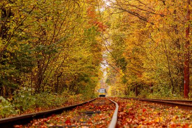 Eski bir tramvayın geçtiği sonbahar ormanı (Ukrayna)