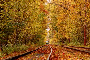 Eski bir tramvayın geçtiği sonbahar ormanı (Ukrayna)