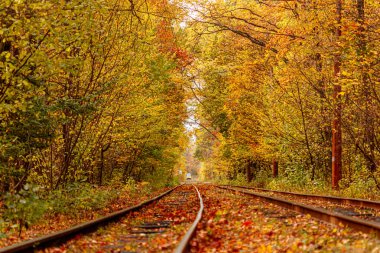 Eski bir tramvayın geçtiği sonbahar ormanı (Ukrayna)