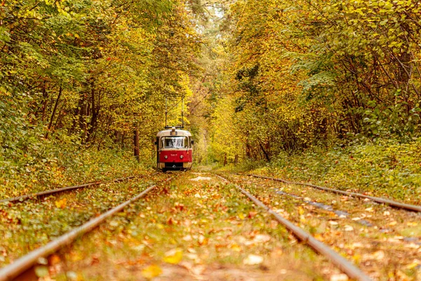 Foresta autunnale attraverso la quale passa un vecchio tram (Ucraina ) — Foto Stock