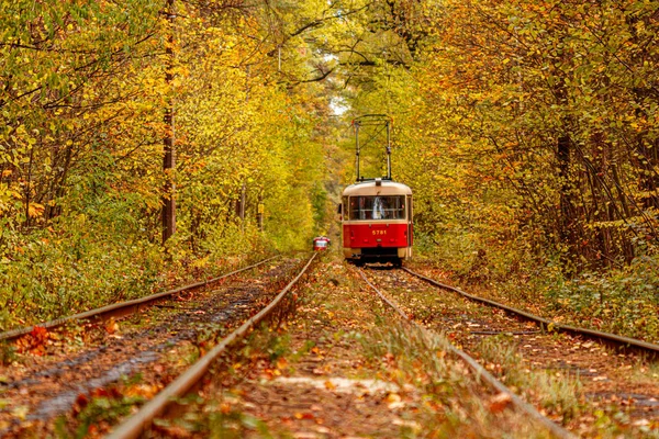 Forêt automnale traversée par un vieux tramway (Ukraine ) — Photo