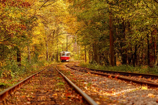 Foresta autunnale attraverso la quale passa un vecchio tram (Ucraina ) — Foto Stock