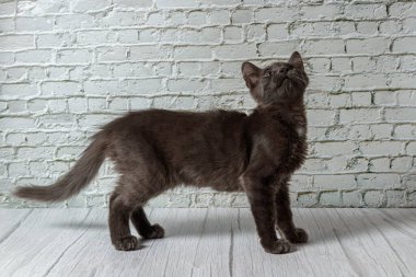 Tuğla duvardaki güzel gri kedi. Yaklaş.