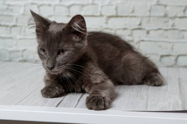 Tuğla duvardaki güzel gri kedi. Yaklaş.