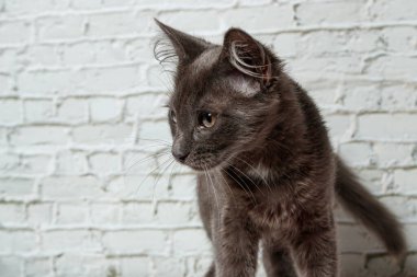 Tuğla duvardaki güzel gri kedi. Yaklaş.