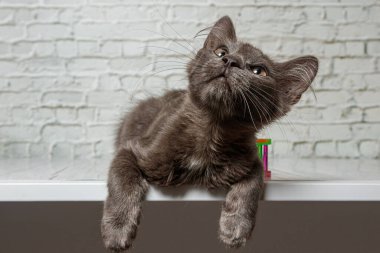 Tuğla duvardaki güzel gri kedi. Yaklaş.