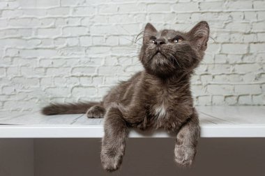 Tuğla duvardaki güzel gri kedi. Yaklaş.